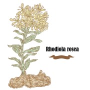 Rhodiola rosea or golden root vector illustration. Hand drawn me