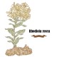 Rhodiola rosea or golden root vector illustration. Hand drawn me