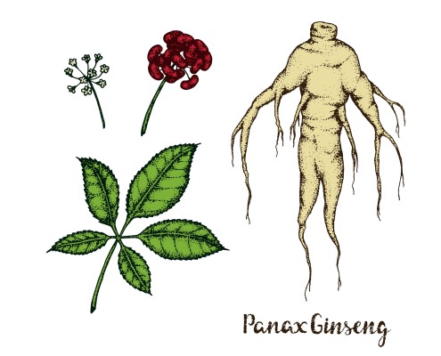 illustration of Panax Ginseng.