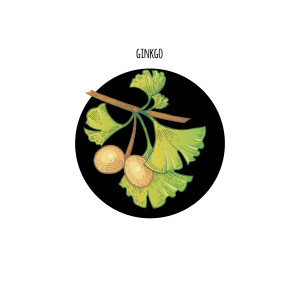 Image of plant Ginkgo biloba