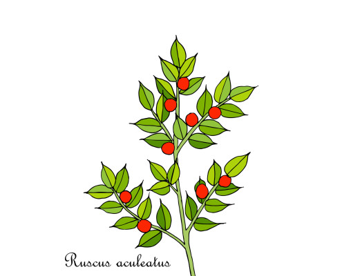 Butcher s broom Ruscus aculeatus , or Knee Holly, Christmas Berry - evergreen plant
