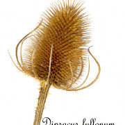 Dry teasel head on white background