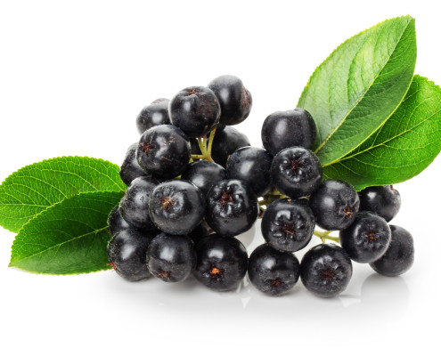black ashberry isolated on the white background