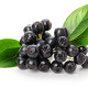 black ashberry isolated on the white background